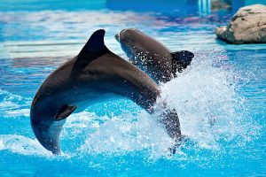 visit-dubai-dolphinarium