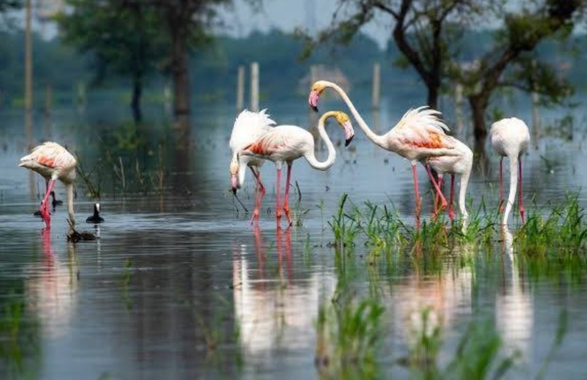 Bharatpur Bird Sanctuary, Rajasthan