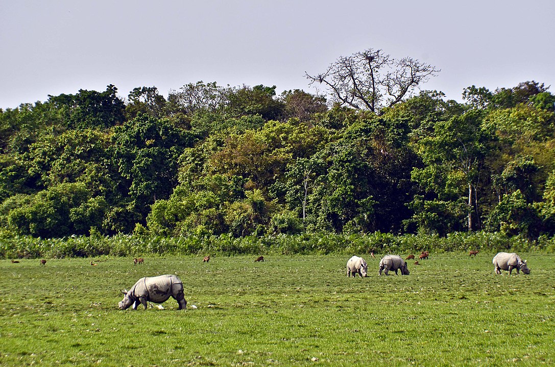 Kaziranga National Park, Assam