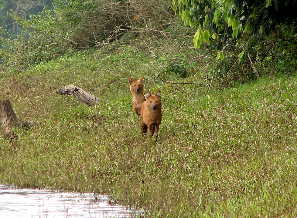 Periyar National Park, Kerala