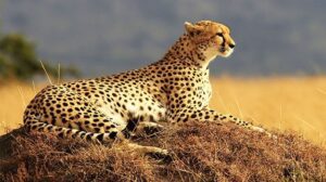 3-Day Short Safari in Tanzania