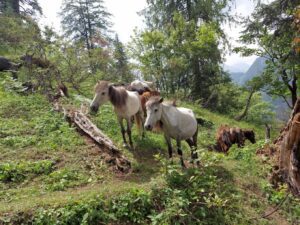 Lama Dugh Trek, Manali