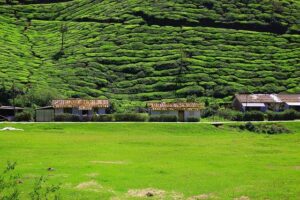 Munnar, Kerala