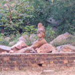 Govardhan Hill Mathura