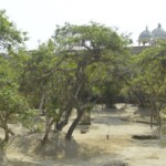 Nidhivan Temple in Vrindavan