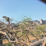 Nidhivan Temple in Vrindavan