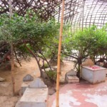 Nidhivan Temple in Vrindavan