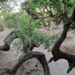 Nidhivan Temple in Vrindavan