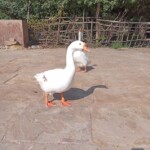 Kusum Sarovar Mathura
