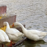 Naini Lake
