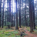 Manali Nature Park Manali