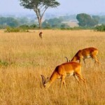 3-Day Short Safari in Tanzania