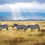 3-Day Short Safari in Tanzania