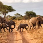 3-Day Short Safari in Tanzania
