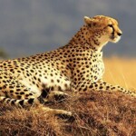 3-Day Short Safari in Tanzania