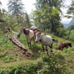 Lama Dugh Trek, Manali