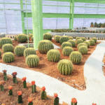 Ekamra Kanan Botanical Gardens Bhubaneswar