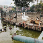 Naini Lake